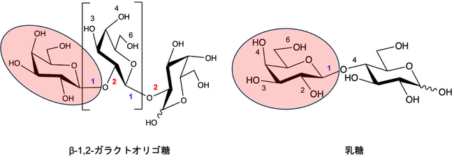 希少なオリゴ糖に作用するユニークな基質特性を持つ新規酵素を発見 ～新たな機能を持つ糖鎖の合成、利用の可能性を拓く～
