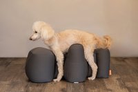 シニア犬や足腰が弱いワンちゃんの姿勢をサポート　「リラクッション」シリーズにトイプードルサイズが登場