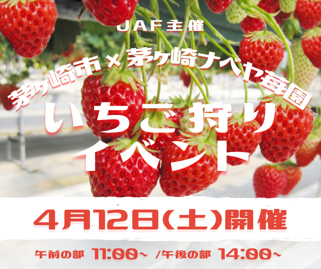 【JAF神奈川】JAF×茅ヶ崎市×茅ヶ崎ナベヤ苺園「いちご狩りイベント」を開催!