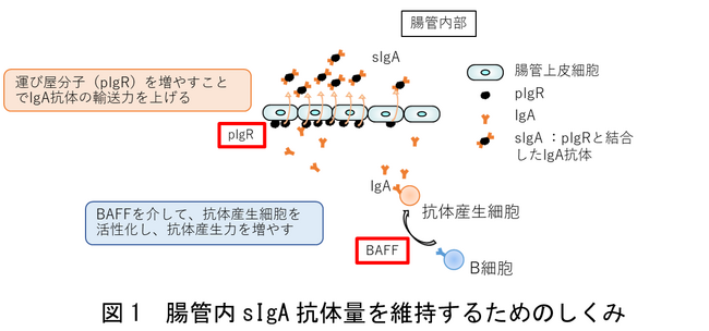 農研機構・日清製粉グループ本社　小麦ブランの成分に免疫に働きかける新たな機能を発見