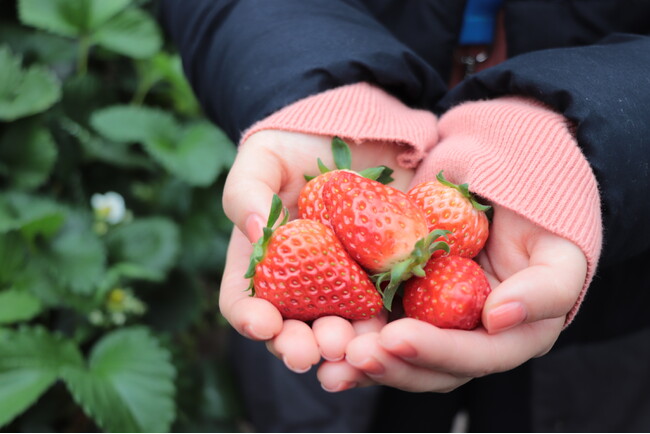 春の味覚を楽しもう！市内3つの農園でいちご狩り体験！