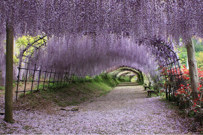 4/28(月)花のトンネル河内藤園と合馬のたけのこづくしの食を楽しむ旅 日帰りツアーのお知らせ