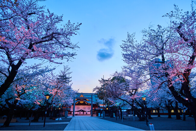 【靖國の桜】令和7年のお花見は靖国神社へ。幻想的な「夜桜詣」も。