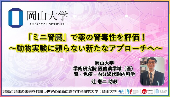【岡山大学】「ミニ腎臓」で薬の腎毒性を評価!~動物実験に頼らない新たなアプローチへ~