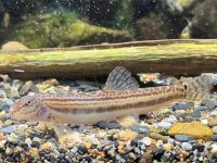【京都水族館】絶滅危惧種の希少な淡水魚
タンゴスジシマドジョウ91個体の繁殖に取り組む