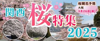 春限定！　「大阪・大川さくらクルーズ＋選べるランチ」予約受付開始！