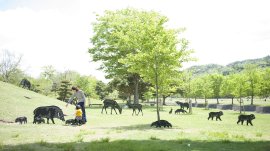 早春の養鱒場で動物たちを探そう(イメージ)
