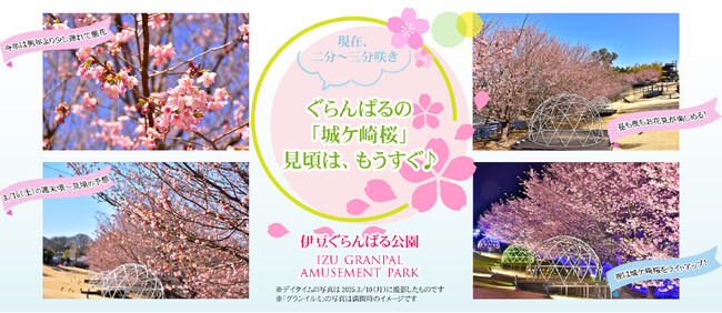 静岡県伊東市・地元が愛するご当地桜「城ケ崎桜」が伊豆ぐらんぱる公園でもうすぐ見頃！
