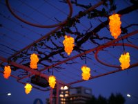 【冬に実る光のぶどう「ふゆみのり」が誕生！】春を待つ塩尻駅西口のぶどう棚にぶどうの息吹と温もりを感じる光のぶどうを期間限定で点灯します。