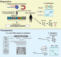 世界初の核酸医薬(SSO)による小児難病シトリン欠損症の治療法を開発
