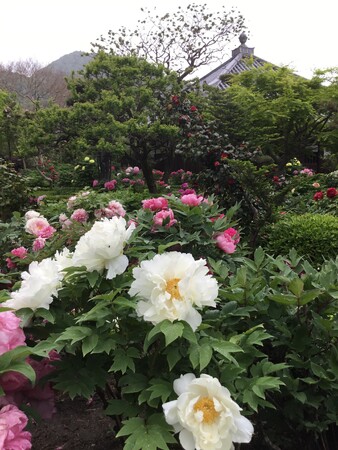 奈良葛城市「石光寺 染寺」の春牡丹が、4月17日～24日に見頃を迎えます