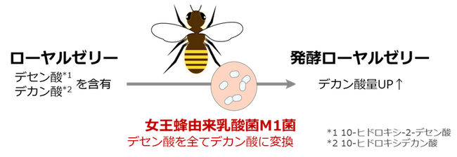女王蜂由来乳酸菌M1菌でつくられる「発酵ローヤルゼリー」が免疫機能を維持・強化する可能性