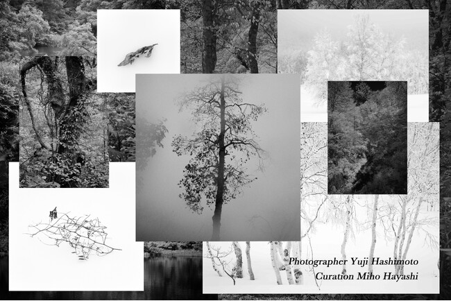【ホテルオークラ京都】写真家・橋本有史氏による「森に語らせる SHIGA KOGEN in monochrome」展を4月10日より開催