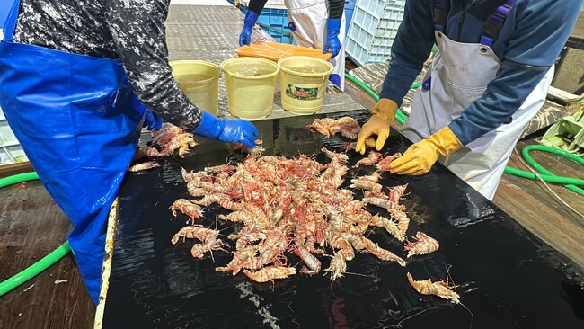 ～市場ではあまり出回らない海老を食べ比べ～　休暇村竹野海岸では、幻の海老と称される「鬼海老」をはじめ、４種類の海老を様々な料理で堪能できる「鬼海老と地海老会席」を4月1より販売