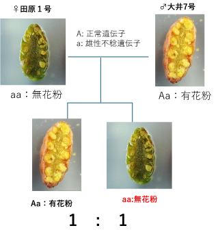 雄性不稔（無花粉）スギ「春凪（はるな）」を開発しました ―　花粉症対策品種の充実に貢献　―
