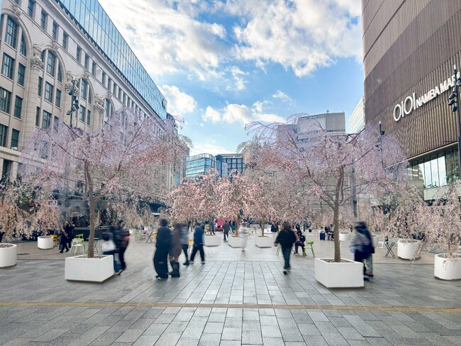 なんさん通りが歩行者空間に！3月22日、23日になんば広場を桜で彩るイベントなんばSAKURA MUSIC FESを開催！