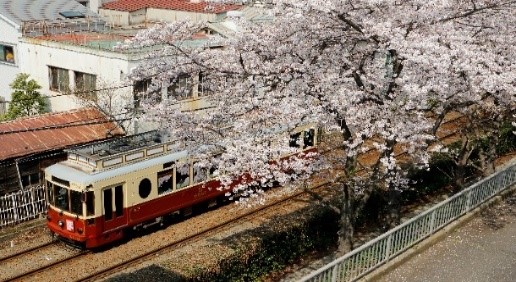 今年も「都電さくら号」を運行します！