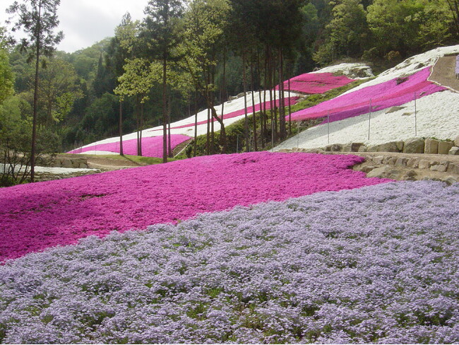 春の息吹に包まれる魅惑の景色！『芝桜の小道』が今年も開園！
