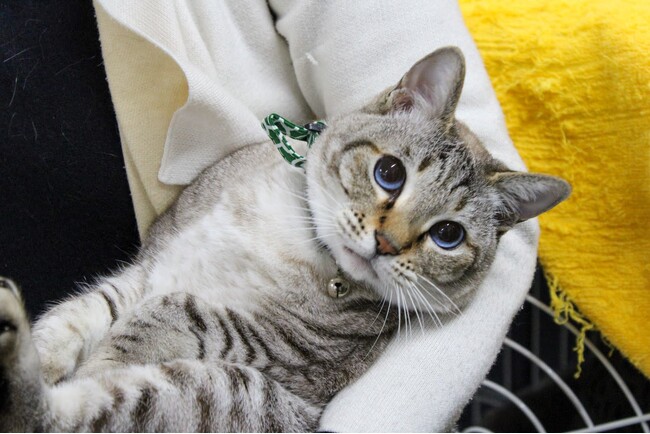 動物保護プロジェクト「わんにゃんプロジェクト」にて寄付品を贈呈