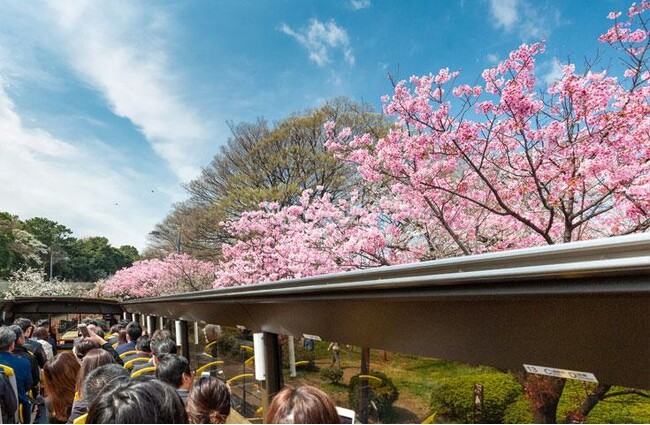 《2025年3月20日(木)から10日間》屋根のないオープントップバスから桜鑑賞をする『東京桜回廊2025』を運行!!わんちゃんと一緒に乗れる日も♪
