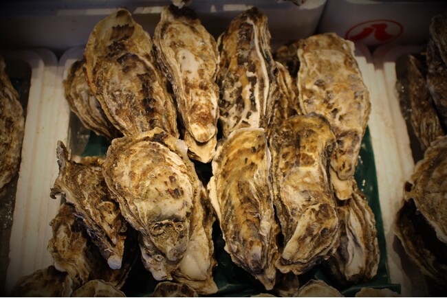 別名『海のミルク』！濃厚な味わいが特徴的な北海道の「真牡蠣」をピックアップ！～「知って応援！北海道」ページが3月14日（金）より北海道庁公式サイトにローンチ開始 ～