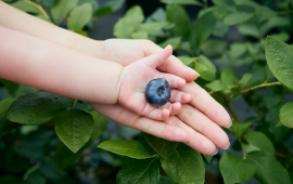 最高級品質のブルーベリーを皆様にお届け 最高級品質のブルーベリーを皆様にお届け