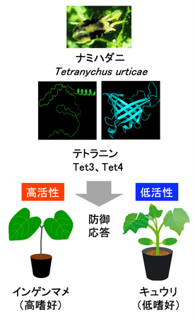 植物の防御応答を制御する新規分子を重要害虫ナミハダニから発見、機能を解明 ～農薬を用いない新たな害虫防除技術につながる成果～