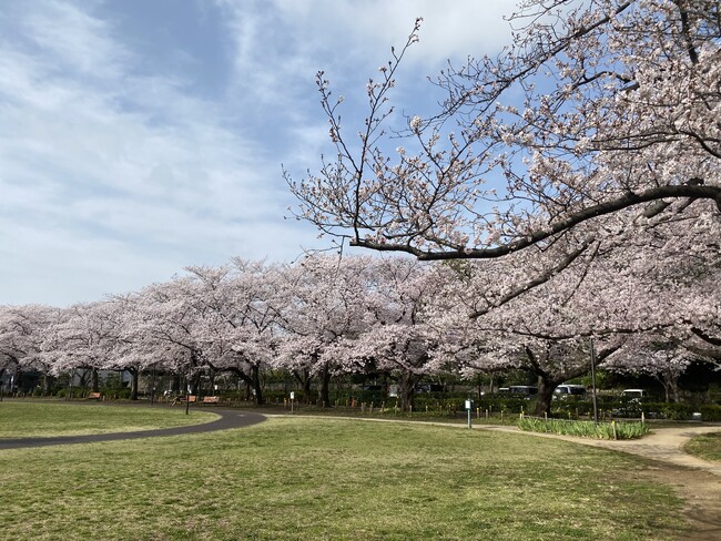 【足立区花畑公園】さくらを見に行こう！