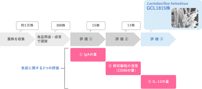 3つの免疫評価から最有力の乳酸菌を発見　Lactobacillus helveticus GCL1815株