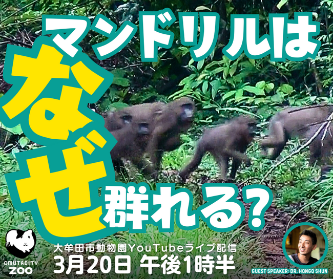 【福岡県大牟田市】大牟田市動物園YouTubeライブ配信！～マンドリルはなぜ群れる？