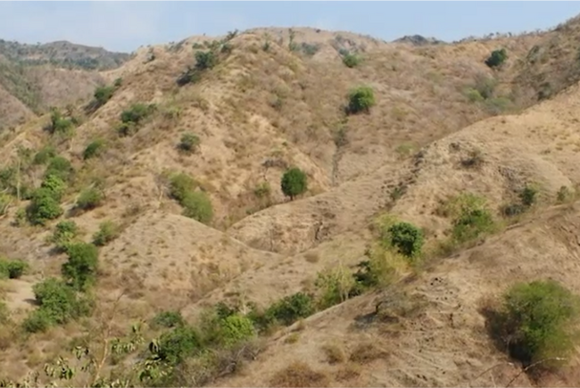 貯めたポイントで森林保全！ JR西日本「WESTERポイント」でフィリピンの森林再生を支援