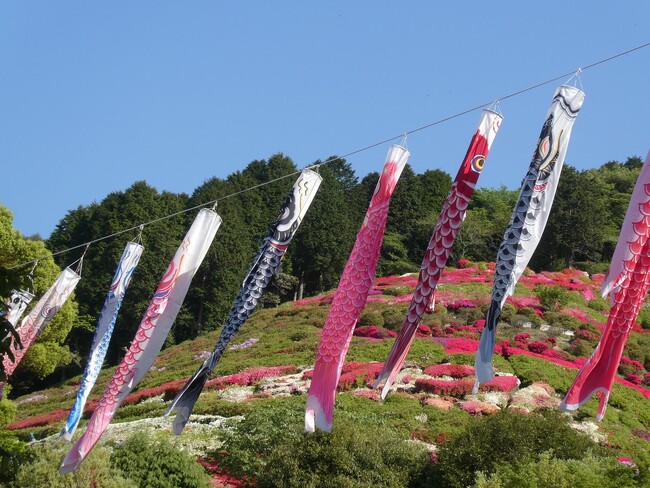 【入園無料】熱海市の花の名所「つつじ・こいのぼりまつり」2025年4月19日（土）～5月6日（火・休）開催（熱海市姫の沢公園）