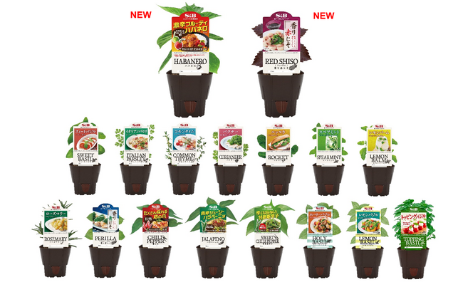 前年同期比150％※の受注数！「S&Bハーブ苗」１７品 ４月１日新発売（一部の苗は６月１日発売）