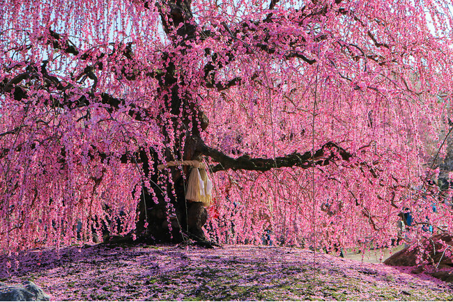 【しだれ梅】ピンクの絨毯が広がる絶景！「鈴鹿の森庭園」は今が見頃。人気の「思いのまま」も開花しました。ライトアップも実施中。