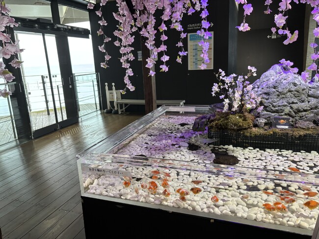 【上越市立水族博物館 うみがたり】祝・第１００回高田城址公園観桜会！『サクラ咲く 春のうみがたり２０２５』【令和７年３月２８日（金）～４月１３日（日）】