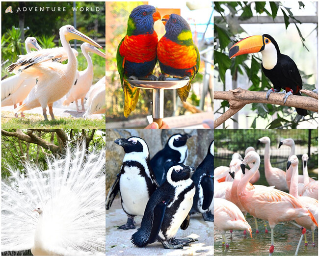 【鳥インフルエンザ対策を緩和】鳥類の展示・アトラクションを２０２５年３月２０日（木・祝）より順次再開いたします