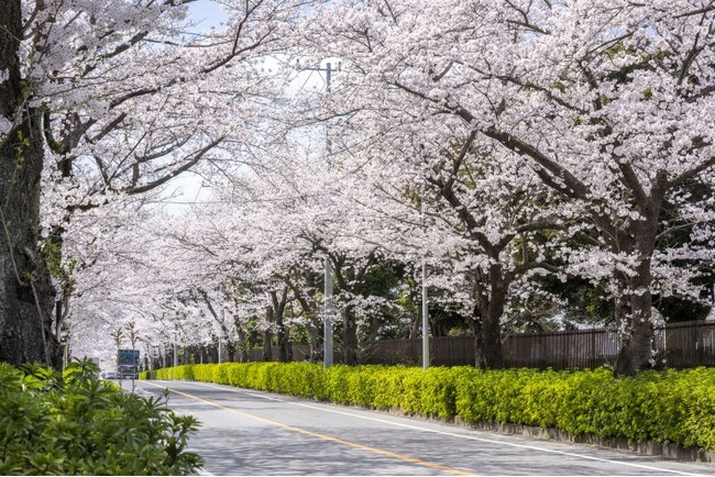 3月下旬の開花まであと少し！桜が楽しめる見どころをご紹介松戸市内4つのさくらの名所で「さくらまつり」開催！