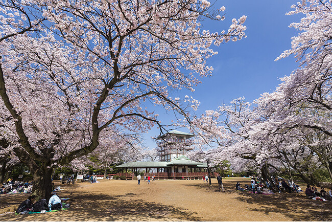 開花目前！多摩区の桜の名所と恒例イベントで春の訪れを満喫