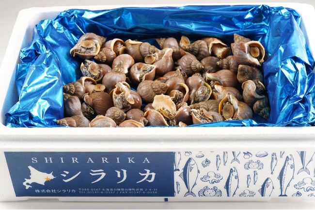 北海道白糠町の豊かな海が育んだ、ビッグサイズの「活イソツブ貝」を商品化、販売開始！