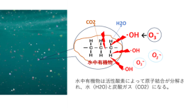 水中有機物分解