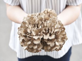 白神山地まいたけ 白神山地まいたけ