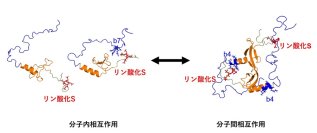 【横浜市立大学】ヘテロクロマチンタンパク質による液-液相分離機構を解明