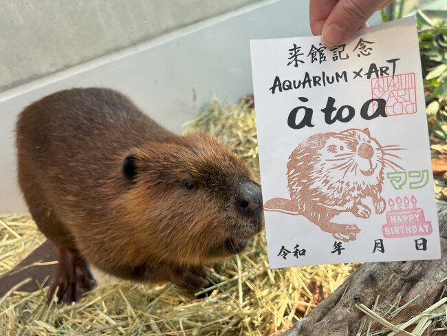 【誕生日記念】アメリカビーバー「マン」の魚朱印を期間限定で販売！