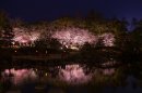 水面に映し出される夜桜　　