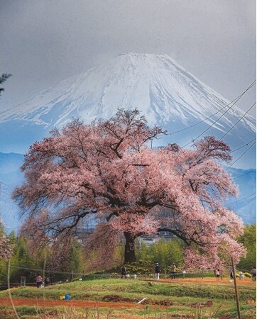 ししいわハウス軽井沢トレッキング宿泊プラン「天空の桜」を販売【HDHP合同会社】