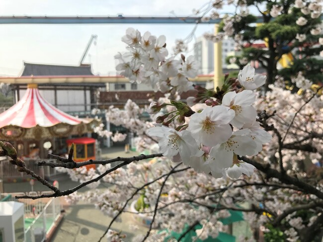 【ニュースレター】樹齢約70年の桜、開花予想は4月1日…!?お花見と一緒に楽しめる遊園地『浅草花やしき』