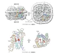 【横浜市立大学】アクアポリン3の新規チャネル閉鎖構造を発見