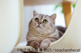 展示作品(1) 展示作品(1)