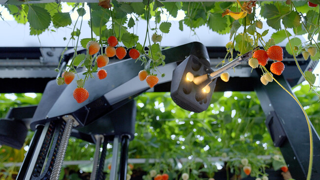 Oishii Farm、自動収穫をリードするスタートアップ Tortuga AgTech の技術関連資産を買収 ～戦略的買収により、サステナブルな農業実現に向けた自動化を加速～