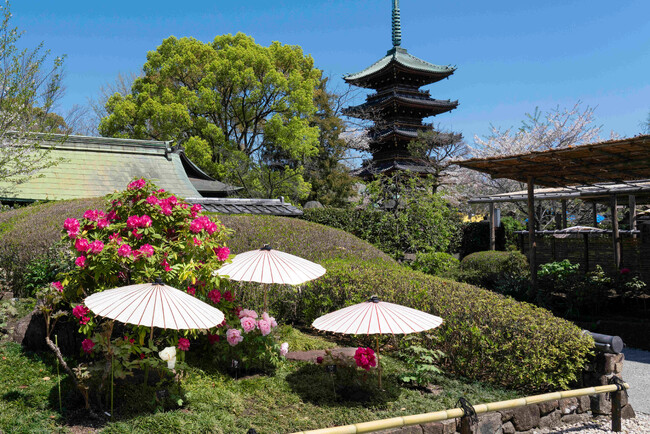 東京・上野公園｜『第四十六回　上野東照宮 春のぼたん祭』2025年４月５日（土）～５月６日（火）開催